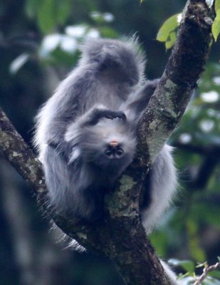 PRIMATE - LANGUR - PHAYRE'S LEAF MONKEY - WULIANGSHAN NATURE RESERVE YUNNAN CHINA A (86).jpg