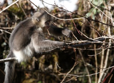 PRIMATE - YUNNAN BLACK SNUB-NOSED MONKEY - RHINOPITHECUS BIETI - BAIMA SNOW MOUNTAIN NATURE RESERVE YUNNAN (10).JPG