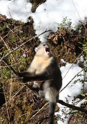 PRIMATE - YUNNAN BLACK SNUB-NOSED MONKEY - RHINOPITHECUS BIETI - BAIMA SNOW MOUNTAIN NATURE RESERVE YUNNAN (104).JPG