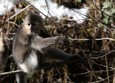 PRIMATE - YUNNAN BLACK SNUB-NOSED MONKEY - RHINOPITHECUS BIETI - BAIMA SNOW MOUNTAIN NATURE RESERVE YUNNAN (13).JPG