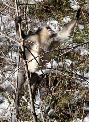 PRIMATE - YUNNAN BLACK SNUB-NOSED MONKEY - RHINOPITHECUS BIETI - BAIMA SNOW MOUNTAIN NATURE RESERVE YUNNAN (20).JPG