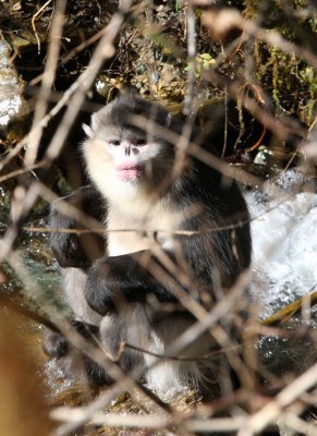 PRIMATE - YUNNAN BLACK SNUB-NOSED MONKEY - RHINOPITHECUS BIETI - BAIMA SNOW MOUNTAIN NATURE RESERVE YUNNAN (31).JPG