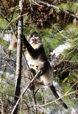 PRIMATE - YUNNAN BLACK SNUB-NOSED MONKEY - RHINOPITHECUS BIETI - BAIMA SNOW MOUNTAIN NATURE RESERVE YUNNAN (40).JPG