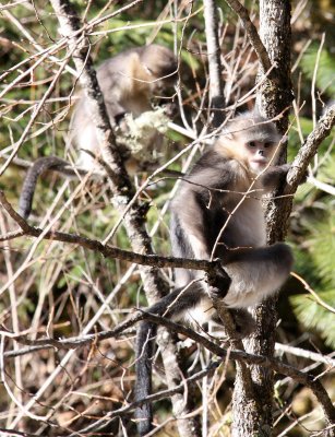 PRIMATE - YUNNAN BLACK SNUB-NOSED MONKEY - RHINOPITHECUS BIETI - BAIMA SNOW MOUNTAIN NATURE RESERVE YUNNAN (50).JPG