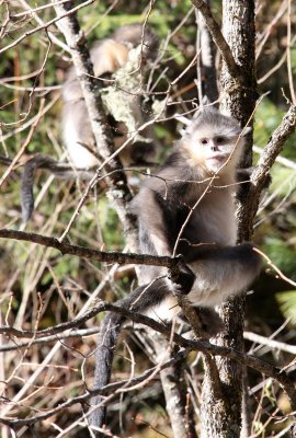 PRIMATE - YUNNAN BLACK SNUB-NOSED MONKEY - RHINOPITHECUS BIETI - BAIMA SNOW MOUNTAIN NATURE RESERVE YUNNAN (52).JPG