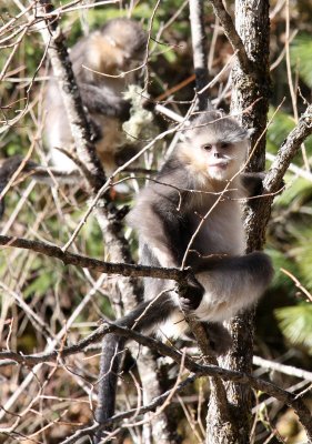 PRIMATE - YUNNAN BLACK SNUB-NOSED MONKEY - RHINOPITHECUS BIETI - BAIMA SNOW MOUNTAIN NATURE RESERVE YUNNAN (54).JPG