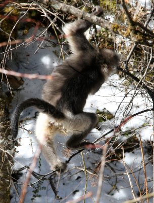 PRIMATE - YUNNAN BLACK SNUB-NOSED MONKEY - RHINOPITHECUS BIETI - BAIMA SNOW MOUNTAIN NATURE RESERVE YUNNAN (58).JPG