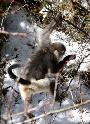 PRIMATE - YUNNAN BLACK SNUB-NOSED MONKEY - RHINOPITHECUS BIETI - BAIMA SNOW MOUNTAIN NATURE RESERVE YUNNAN (59).JPG