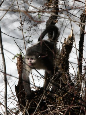 PRIMATE - YUNNAN BLACK SNUB-NOSED MONKEY - RHINOPITHECUS BIETI - BAIMA SNOW MOUNTAIN NATURE RESERVE YUNNAN (61).JPG