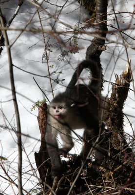 PRIMATE - YUNNAN BLACK SNUB-NOSED MONKEY - RHINOPITHECUS BIETI - BAIMA SNOW MOUNTAIN NATURE RESERVE YUNNAN (62).JPG