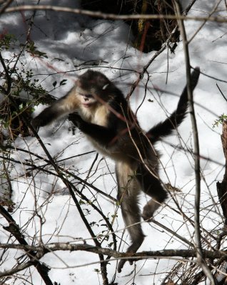 PRIMATE - YUNNAN BLACK SNUB-NOSED MONKEY - RHINOPITHECUS BIETI - BAIMA SNOW MOUNTAIN NATURE RESERVE YUNNAN (63).JPG