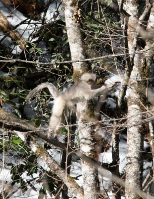 PRIMATE - YUNNAN BLACK SNUB-NOSED MONKEY - RHINOPITHECUS BIETI - BAIMA SNOW MOUNTAIN NATURE RESERVE YUNNAN (8).JPG