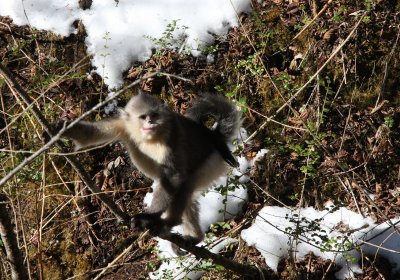 PRIMATE - YUNNAN BLACK SNUB-NOSED MONKEY - RHINOPITHECUS BIETI - BAIMA SNOW MOUNTAIN NATURE RESERVE YUNNAN (92).JPG