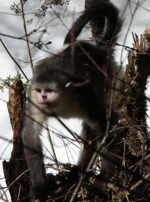 PRIMATE - YUNNAN BLACK SNUB-NOSED MONKEY - RHINOPITHECUS BIETI - BAIMA SNOW MOUNTAIN NATURE RESERVE YUNNAN C (61).jpg