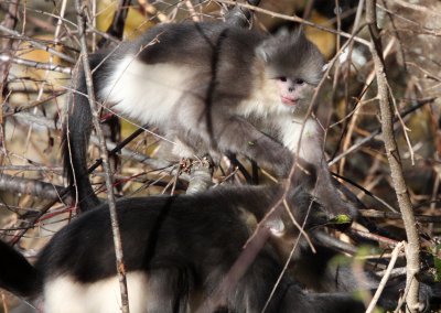 PRIMATE - YUNNAN BLACK SNUB-NOSED MONKEY - RHINOPITHECUS BIETI - BAIMA SNOW MTN RESERVE YUNNAN CHINA (39).JPG