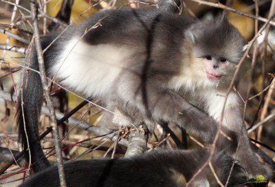 PRIMATE - YUNNAN BLACK SNUB-NOSED MONKEY - RHINOPITHECUS BIETI - BAIMA SNOW MTN RESERVE YUNNAN CHINA (40).jpg