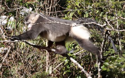 PRIMATES - YUNNAN BLACK SNUB-NOSED MONKEY - RHINOPITHECUS BIETI - BAIMA SNOW MTN RESERVE YUNNAN CHINA (106).JPG