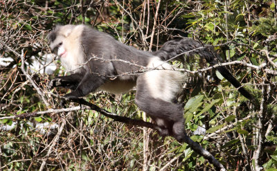 PRIMATES - YUNNAN BLACK SNUB-NOSED MONKEY - RHINOPITHECUS BIETI - BAIMA SNOW MTN RESERVE YUNNAN CHINA (107).JPG