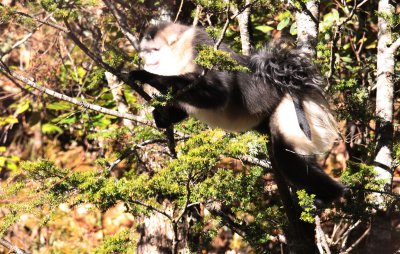 PRIMATES - YUNNAN BLACK SNUB-NOSED MONKEY - RHINOPITHECUS BIETI - BAIMA SNOW MTN RESERVE YUNNAN CHINA (110).JPG