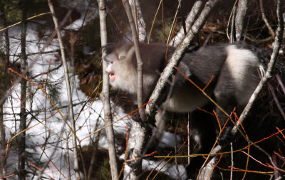 PRIMATES - YUNNAN BLACK SNUB-NOSED MONKEY - RHINOPITHECUS BIETI - BAIMA SNOW MTN RESERVE YUNNAN CHINA (116).JPG