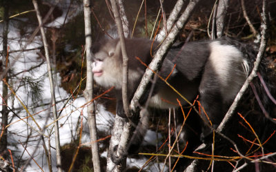 PRIMATES - YUNNAN BLACK SNUB-NOSED MONKEY - RHINOPITHECUS BIETI - BAIMA SNOW MTN RESERVE YUNNAN CHINA (117).JPG