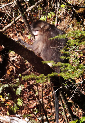 PRIMATES - YUNNAN BLACK SNUB-NOSED MONKEY - RHINOPITHECUS BIETI - BAIMA SNOW MTN RESERVE YUNNAN CHINA (123).JPG