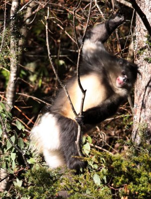 PRIMATES - YUNNAN BLACK SNUB-NOSED MONKEY - RHINOPITHECUS BIETI - BAIMA SNOW MTN RESERVE YUNNAN CHINA (126).JPG