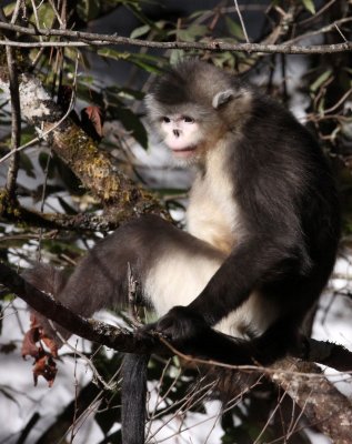 PRIMATES - YUNNAN BLACK SNUB-NOSED MONKEY - RHINOPITHECUS BIETI - BAIMA SNOW MTN RESERVE YUNNAN CHINA (129).JPG