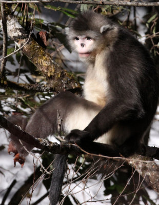 PRIMATES - YUNNAN BLACK SNUB-NOSED MONKEY - RHINOPITHECUS BIETI - BAIMA SNOW MTN RESERVE YUNNAN CHINA (130).JPG