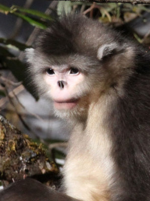 PRIMATES - YUNNAN BLACK SNUB-NOSED MONKEY - RHINOPITHECUS BIETI - BAIMA SNOW MTN RESERVE YUNNAN CHINA (131).jpg