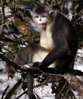 PRIMATES - YUNNAN BLACK SNUB-NOSED MONKEY - RHINOPITHECUS BIETI - BAIMA SNOW MTN RESERVE YUNNAN CHINA (133).JPG