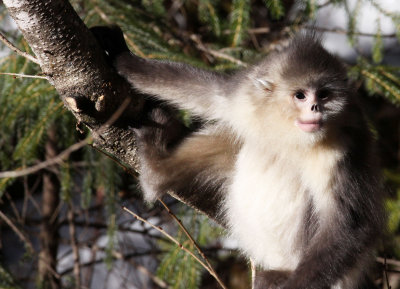 PRIMATES - YUNNAN BLACK SNUB-NOSED MONKEY - RHINOPITHECUS BIETI - BAIMA SNOW MTN RESERVE YUNNAN CHINA (159).JPG