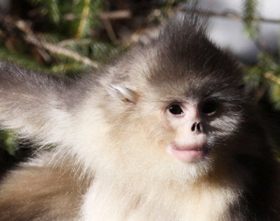 PRIMATES - YUNNAN BLACK SNUB-NOSED MONKEY - RHINOPITHECUS BIETI - BAIMA SNOW MTN RESERVE YUNNAN CHINA (160).jpg