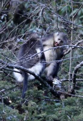 PRIMATES - YUNNAN BLACK SNUB-NOSED MONKEY - RHINOPITHECUS BIETI - BAIMA SNOW MTN RESERVE YUNNAN CHINA (34).JPG