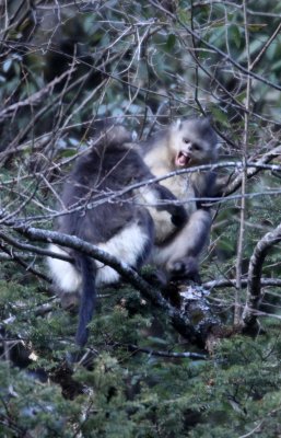 PRIMATES - YUNNAN BLACK SNUB-NOSED MONKEY - RHINOPITHECUS BIETI - BAIMA SNOW MTN RESERVE YUNNAN CHINA (35).JPG