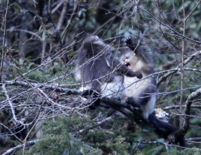 PRIMATES - YUNNAN BLACK SNUB-NOSED MONKEY - RHINOPITHECUS BIETI - BAIMA SNOW MTN RESERVE YUNNAN CHINA (38).JPG