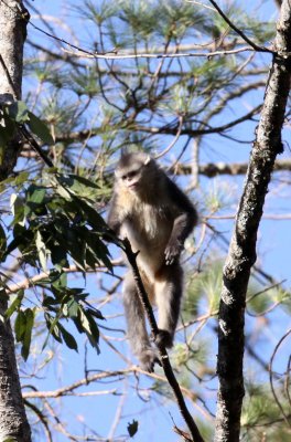 PRIMATES - YUNNAN BLACK SNUB-NOSED MONKEY - RHINOPITHECUS BIETI - BAIMA SNOW MTN RESERVE YUNNAN CHINA (53).JPG