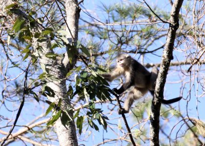 PRIMATES - YUNNAN BLACK SNUB-NOSED MONKEY - RHINOPITHECUS BIETI - BAIMA SNOW MTN RESERVE YUNNAN CHINA (57).JPG