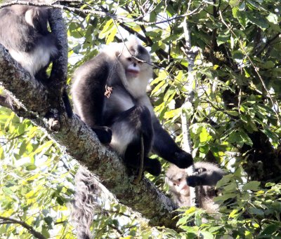 PRIMATES - YUNNAN BLACK SNUB-NOSED MONKEY - RHINOPITHECUS BIETI - BAIMA SNOW MTN RESERVE YUNNAN CHINA (67).JPG