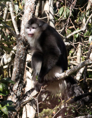 PRIMATES - YUNNAN BLACK SNUB-NOSED MONKEY - RHINOPITHECUS BIETI - BAIMA SNOW MTN RESERVE YUNNAN CHINA (84).JPG