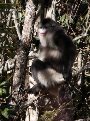 PRIMATES - YUNNAN BLACK SNUB-NOSED MONKEY - RHINOPITHECUS BIETI - BAIMA SNOW MTN RESERVE YUNNAN CHINA (89).JPG