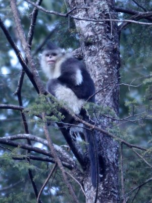 PRIMATES - YUNNAN BLACK SNUB-NOSED MONKEY - RHINOPITHECUS BIETI - BAIMA SNOW MTN RESERVE YUNNAN CHINA (9).JPG