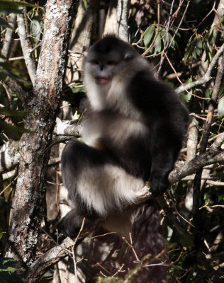 PRIMATES - YUNNAN BLACK SNUB-NOSED MONKEY - RHINOPITHECUS BIETI - BAIMA SNOW MTN RESERVE YUNNAN CHINA (91).JPG