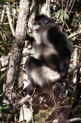 PRIMATES - YUNNAN BLACK SNUB-NOSED MONKEY - RHINOPITHECUS BIETI - BAIMA SNOW MTN RESERVE YUNNAN CHINA (95).JPG