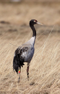 BIRD - CRANE - BLACK-NECKED CRANE - NAPAHAI WETLANDS YUNNAN CHINA (12).JPG