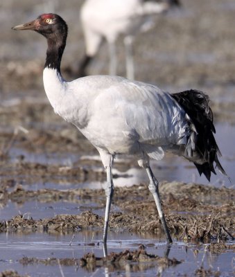 BIRD - CRANE - BLACK-NECKED CRANE - NAPAHAI WETLANDS YUNNAN CHINA (128).jpg