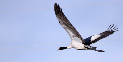 BIRD - CRANE - BLACK-NECKED CRANE - NAPAHAI WETLANDS YUNNAN CHINA (24).JPG