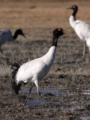 BIRD - CRANE - BLACK-NECKED CRANE - NAPAHAI WETLANDS YUNNAN CHINA (44).JPG