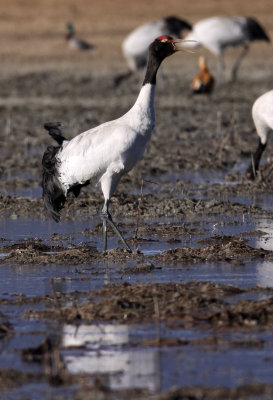 BIRD - CRANE - BLACK-NECKED CRANE - NAPAHAI WETLANDS YUNNAN CHINA (60).JPG