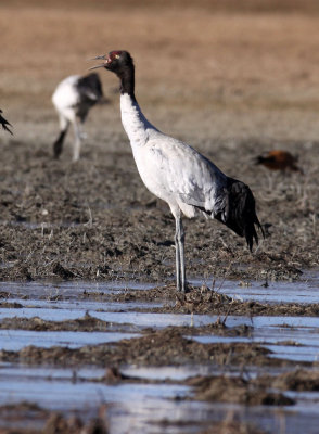 BIRD - CRANE - BLACK-NECKED CRANE - NAPAHAI WETLANDS YUNNAN CHINA (87).JPG